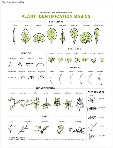 basic botany describing leaves plant identification botany herbalism