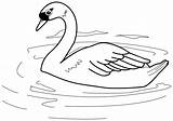 Cisne Swan sketch template