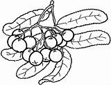 Berries Kanak Mengenal Pasti Membantu Dicat Dengan Ringkasan Fruta sketch template