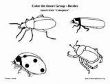 Insect Orders Grade Group Order Walkingstick sketch template