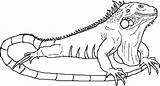 Iguana Coloring Drawing Printable Color Pages Cute Getdrawings Print sketch template