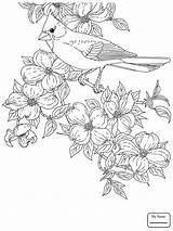 Coloring Cardinal Pages Dogwood Bird Printable Flower State Cardinals Bluebonnet Flowering Virginia Baseball Drawing Tennessee Color Orioles Carolina Branch North sketch template