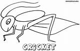 Cricket Designlooter Colorings sketch template