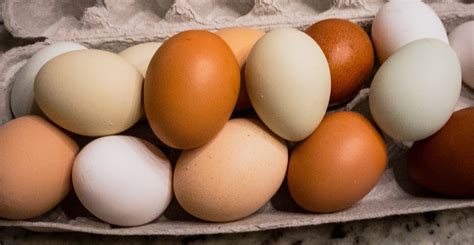 eggs  dozen homestead