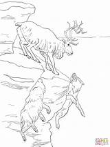 Caribou Coloring Peary Pages Printable Version Click Colorings Drawing Reindeer Designlooter Categories sketch template