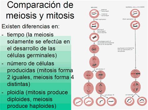 cuadros comparativos entre mitosis y meiosis cuadro