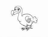 Dodo Bird Coloring Pages Drawing Getdrawings Getcolorings Color sketch template