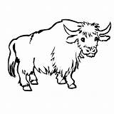 Yak Coloring Pages Printable Color Animals Animal Sheet Print sketch template