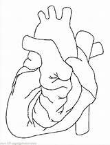 Coloring Organ Pages Heart Getdrawings sketch template