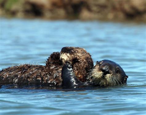 Monterey Bay Aquarium Surrogate Reared Sea Otters Helped
