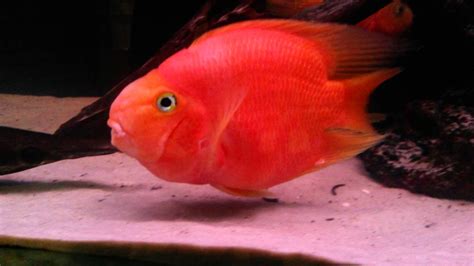 blood parrot cichlid cichlasoma sp  fish  fish dartmouth