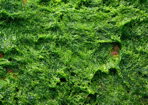 health benefits  green algae eat algae