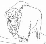 Bison Coloring Clipart Pages Angry Printable Sheet Buffalo Drawing Animal Face Sketch Herd Webstockreview Template sketch template