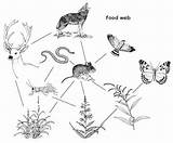 Food Web Coloring Wolf Sheet Chains Illustration Index Grey Visit sketch template