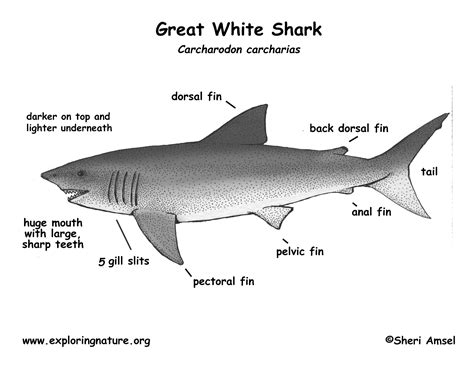 shark great white