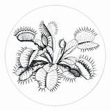 Venus Trap Fly Coloring Getcolorings Color Pages sketch template