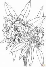 Rhododendron Rododendro Laurel Rosebay Louro Fiori Montagna Edelweiss Malvorlage Selvagem Supercoloring Desenhando Adelfa Tealnotes sketch template