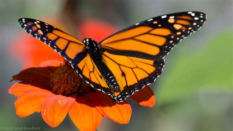 pollinator and wildlife habitat monarch reproduction