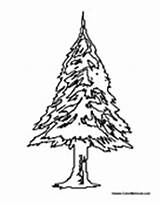 Tree Fir Coloring Pages Colormegood Holidays sketch template