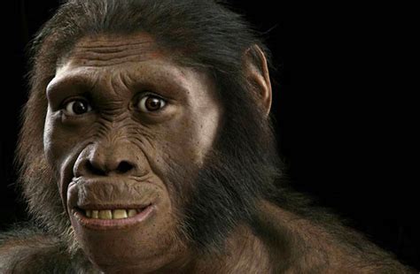 human ancestor discovered  africa  study  canada journal news   world