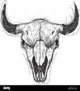 Sketch Cattle sketch template