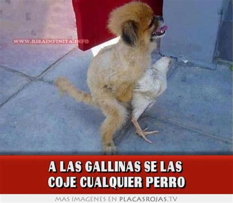 A Las Gallinas Se Las Coje Cualquier Perro Placas Rojas Tv