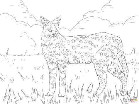 serval african wild cat coloring page  printable coloring pages