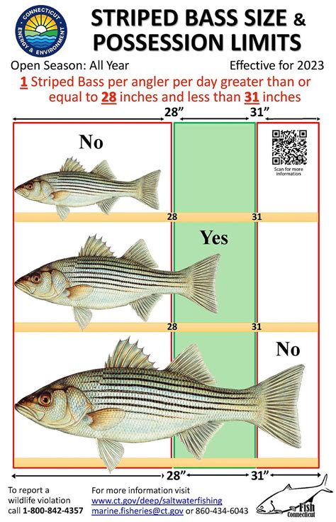 Striped Bass Size And Possession Limits