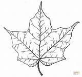 Maple Coloring Leaf Pages Outline Printable Supercoloring Color Leaves sketch template