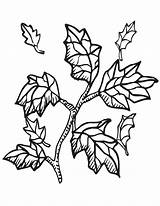 Coloring Branch Tree Leaf Fall Maple Autumn Pages Trees Kids Clipart Color sketch template