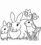 Rabbit Bunnies Fattoria Ausmalbilder Rabbits Coloringpagesforadult Narzisse Sheets Mandala Daffodils sketch template