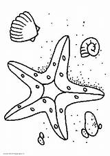 Coloring Starfish Pages Getcolorings Seashell sketch template