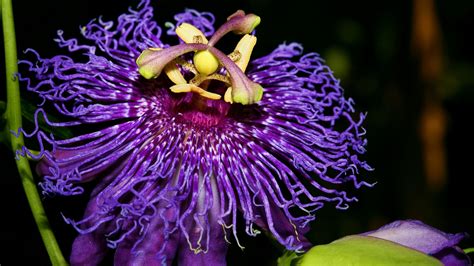 Passion Flower Hd Wallpapers