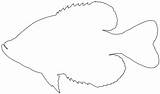 Crappie Silhouette Outline Svg Coloring Pages Drawing Silhouettes Vector sketch template