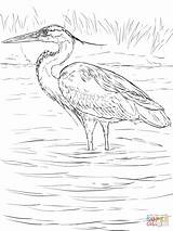 Heron Wetland Supercoloring Stands Crowned sketch template