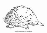 Echidna Colouring Australian Outline Echidnas Animals Animal Colour Stencil Wombat Coloring Aboriginal Drawings Simple Sheets Painting Printables Line Activity Au sketch template