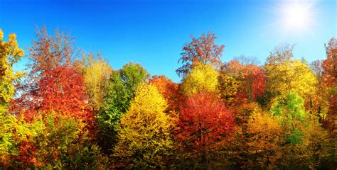lake george ny fall foliage  upstate  york depe dene