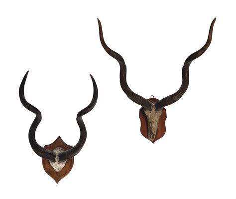 pairs  mounted kudu horns christies