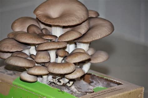 edible skinny    fest     roots mini mushroom farm
