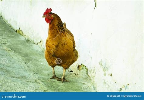 chicken     camera royalty  stock image image