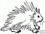 Porcupine Coloring Pages Clipart Squirrel Clip Porcupines Drawing Easy Cartoon Cute Printable Cliparts Kids Line Da Istrice Disegni Disegno Shamu sketch template