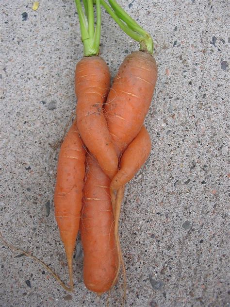 carrot love two carrots grew together in my father in