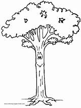 Tree Coloring Pages Trees Color Kids Cute Nature Food Gif Face Sheets Long sketch template
