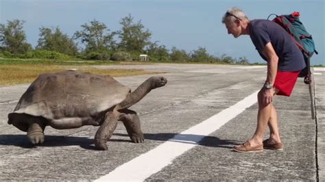 Here S What Happens When You Interrupt Tortoise Sex A Very Very Slow