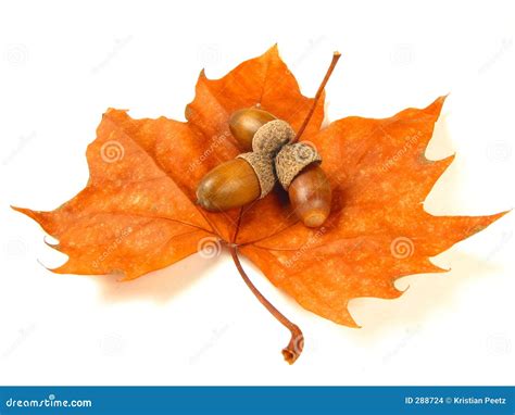 nuts   leaf isolated stock photo image  isolated