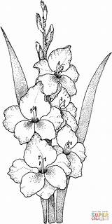 Gladiolus Flower sketch template