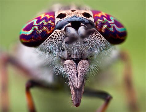 horse fly haematopota pluvialis  weekend  spent  flickr
