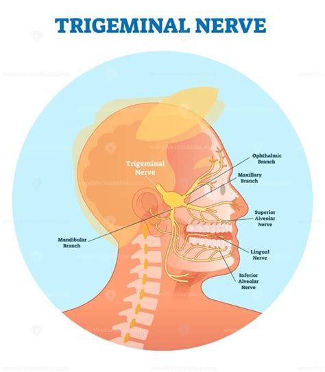 trigeminal neuralgia medical cross section anatomy vector illustration