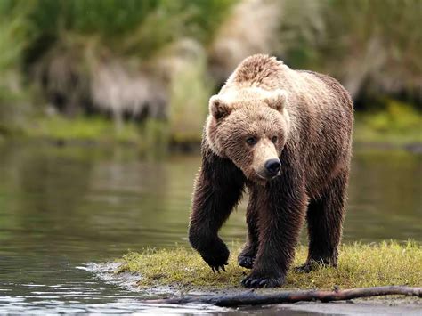 animals   world grizzly bear