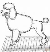 Poodle Coloring Pages Pudel Dog Poodles Printable Toy Color Drawing sketch template